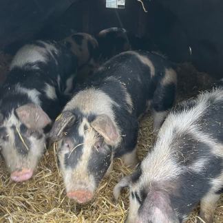 1 hel økologisk frilandsgris 80 kr pr kg. Depositum 1000 kr. Afhentning 27/02-26 mellem 17 og 19